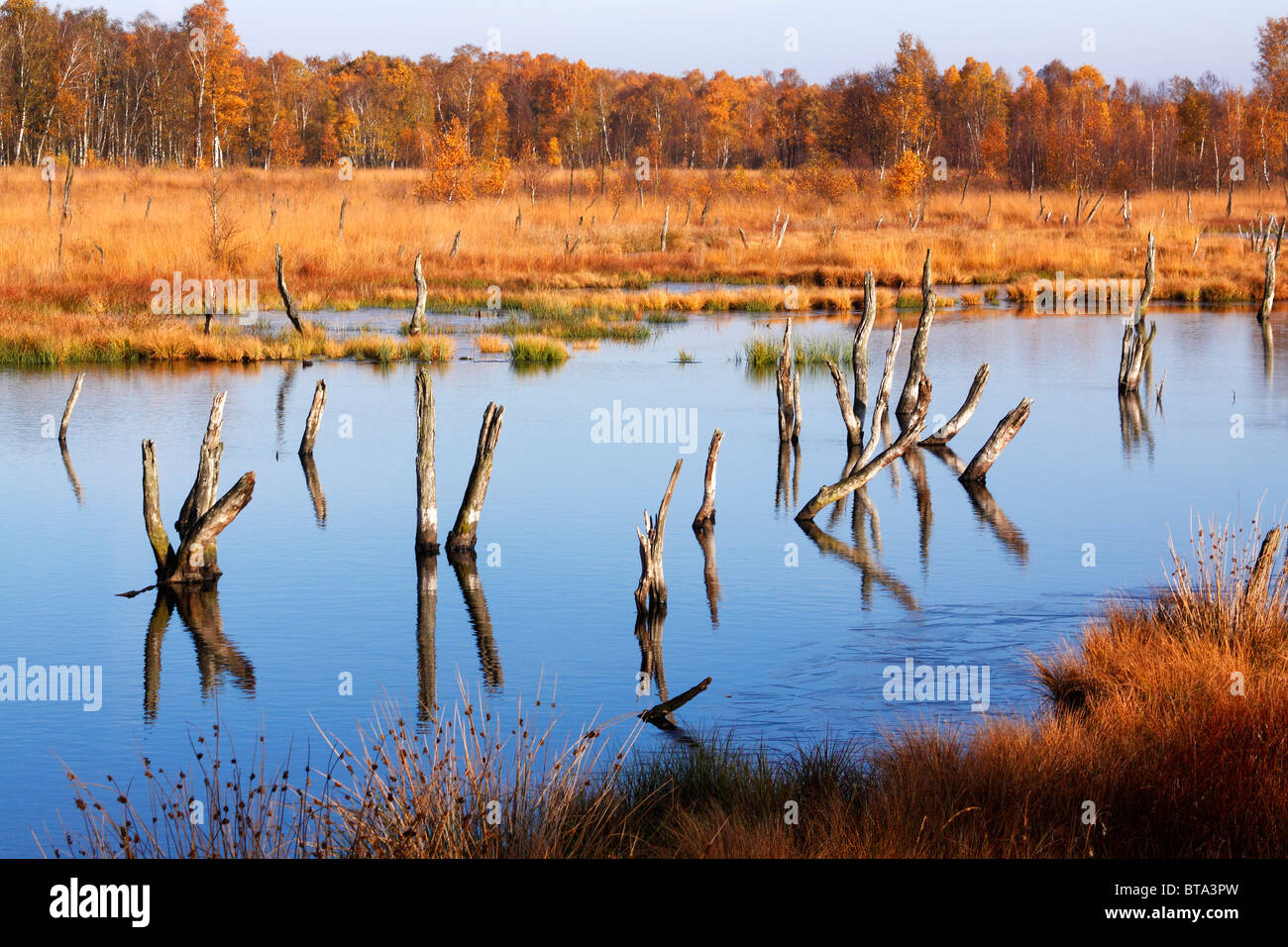 Hill moor con lago e betulle in autunno, Naturschutzgebiet Wittmoor riserva naturale, Amburgo, Germania Foto Stock