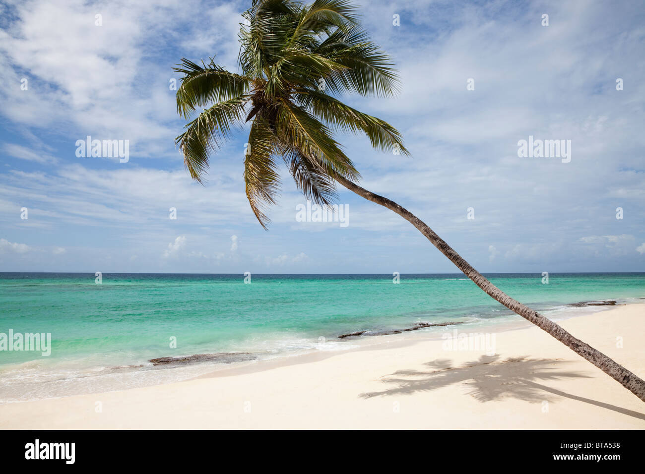 Spiaggia e Palm tree vicino a St Lawrence, Barbados, Caraibi, West Indies Foto Stock