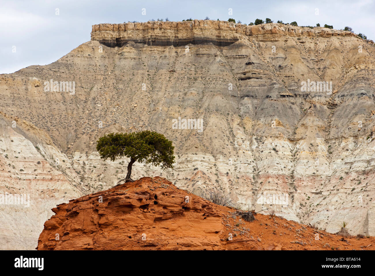 Utah ginepro (Juniperus osteosperma), Kodachrome Basin Parco Statale, Utah, America, Stati Uniti Foto Stock