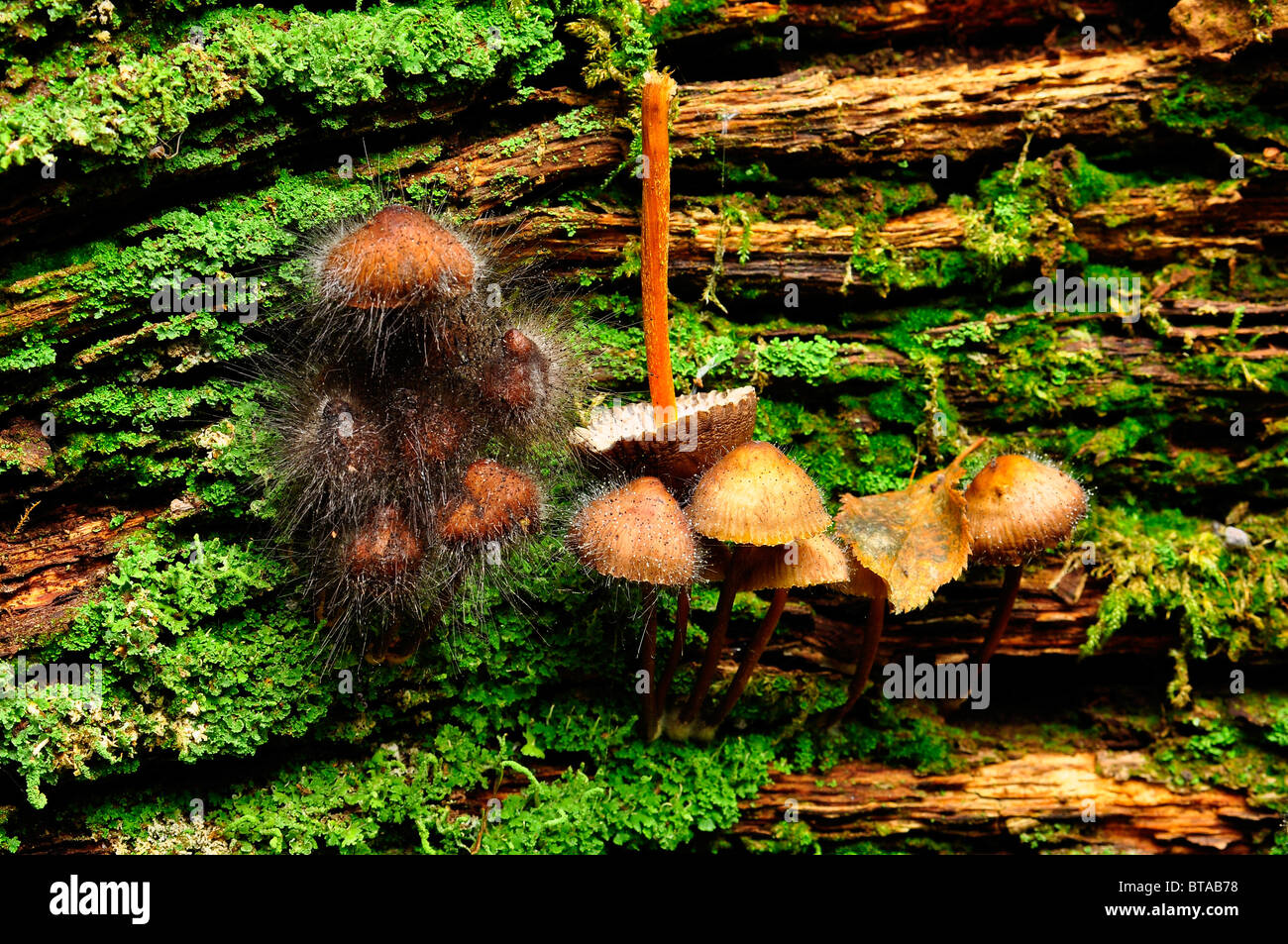 I funghi che crescono su di un registro di essere attaccato da Pin Mold fungo in legno Bramingham, Luton, Bedfordshire Foto Stock