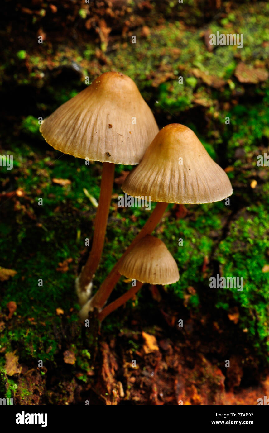 I funghi che crescono su di un registro in legno Bramingham, Luton, Bedfordshire Foto Stock