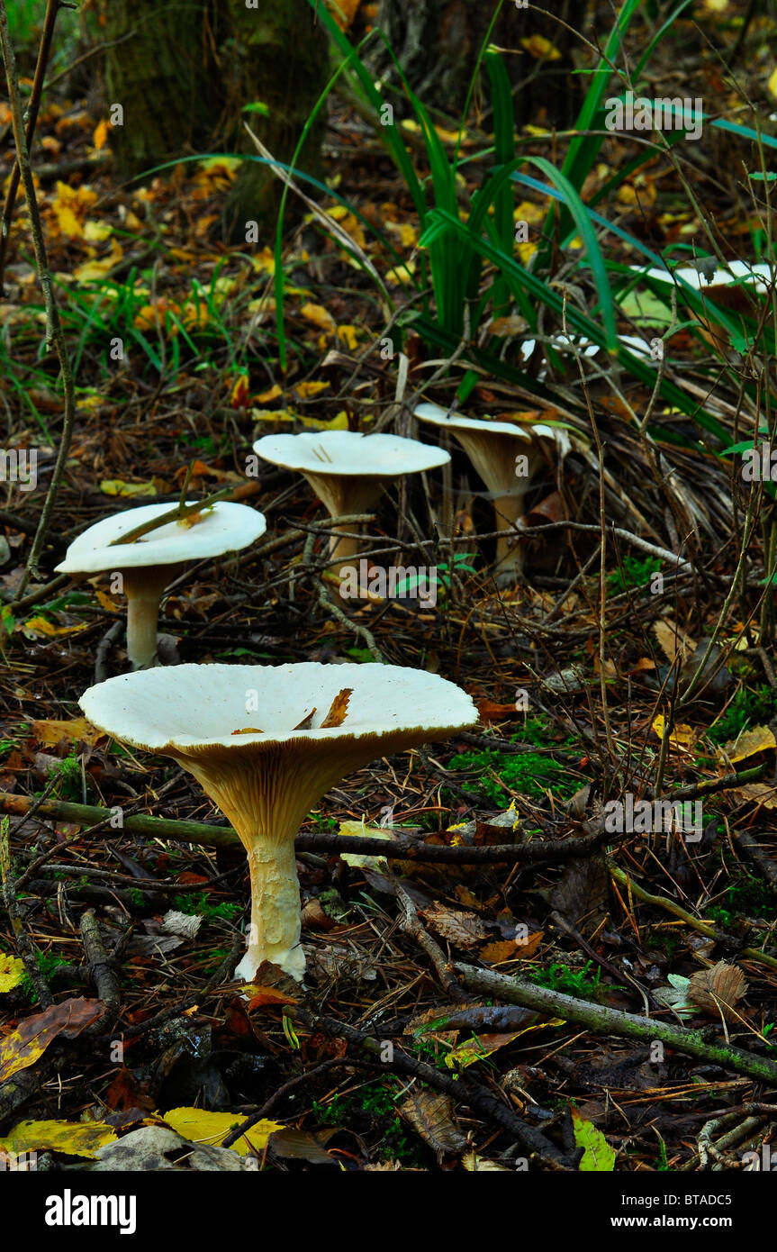 Wild British funghi formando un anello di fata Foto Stock