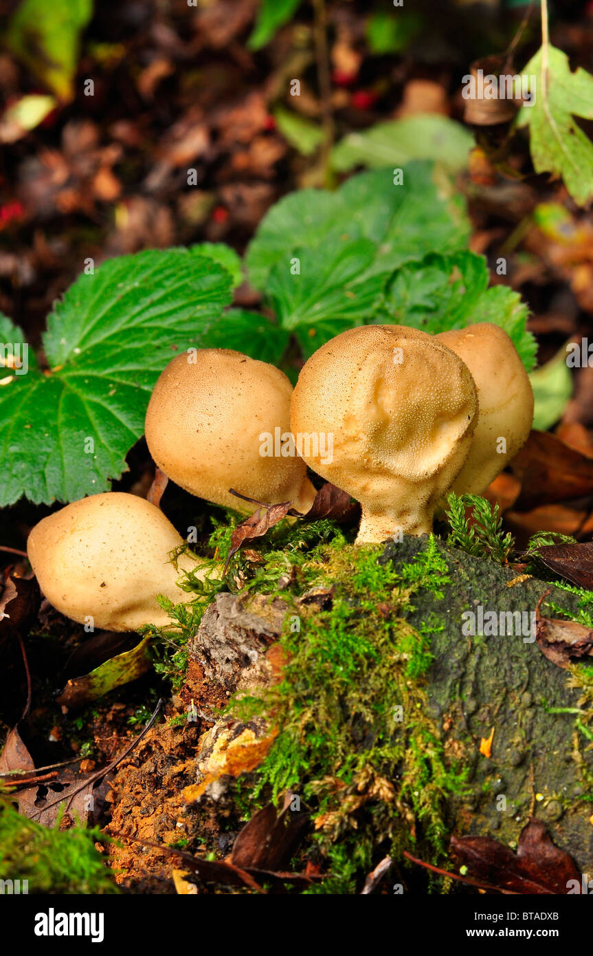 Puffball fungo in un legno britannico Foto Stock