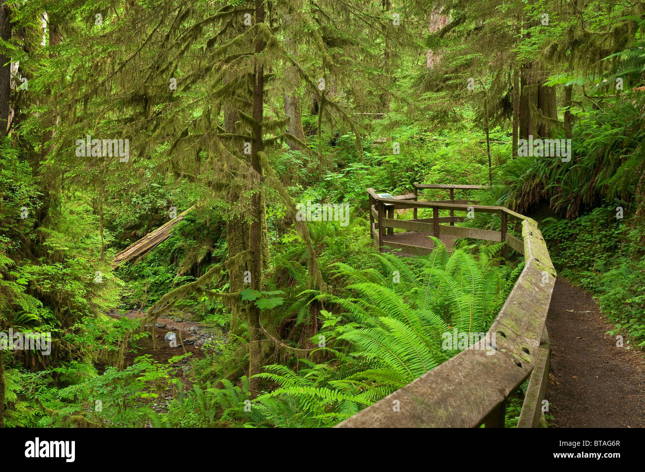 Quinault Sentiero nella foresta pluviale, Olympic National Forest, Washington. Foto Stock