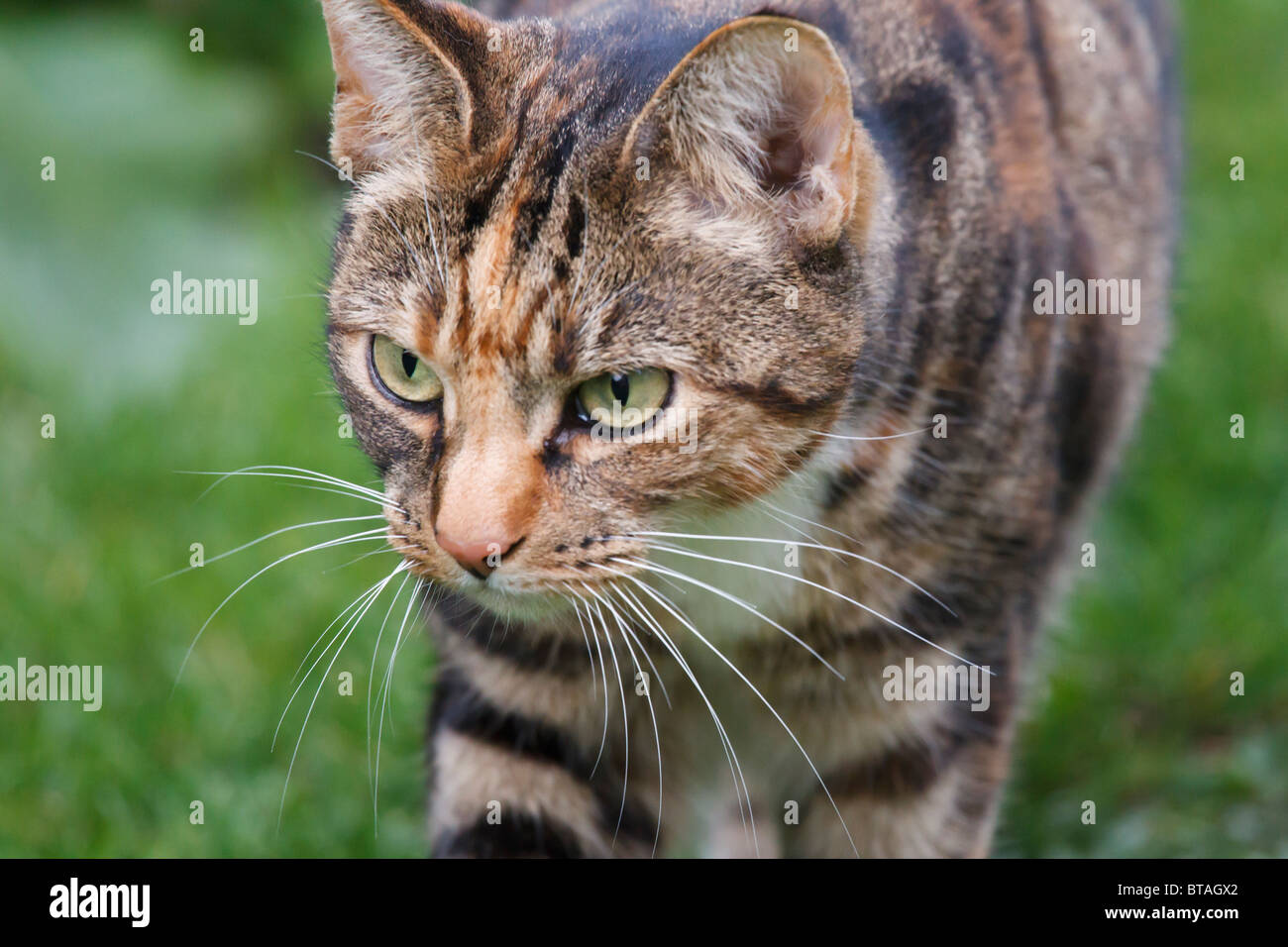 In prossimità della faccia di una femmina nera e brown tabby cat Foto Stock