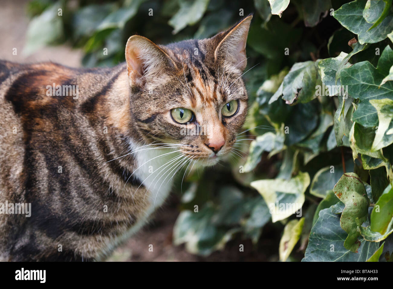 Un avviso femmina marrone e nero tabby cat Foto Stock