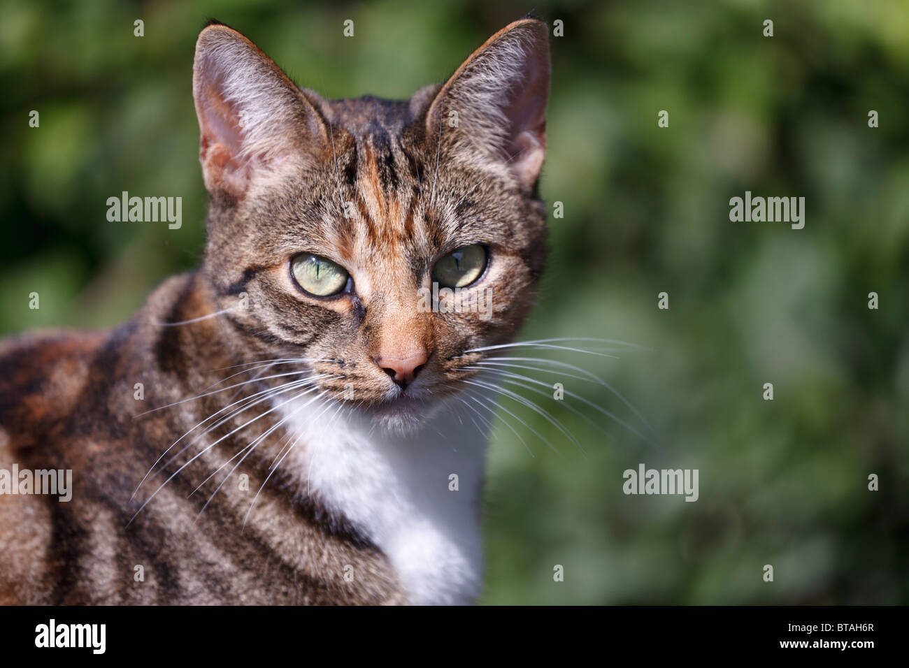 Una femmina marrone e nero tabby cat Foto Stock