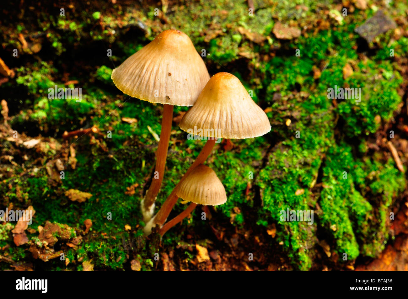 I funghi che crescono su di un registro in legno Bramingham, Luton, Bedfordshire Foto Stock