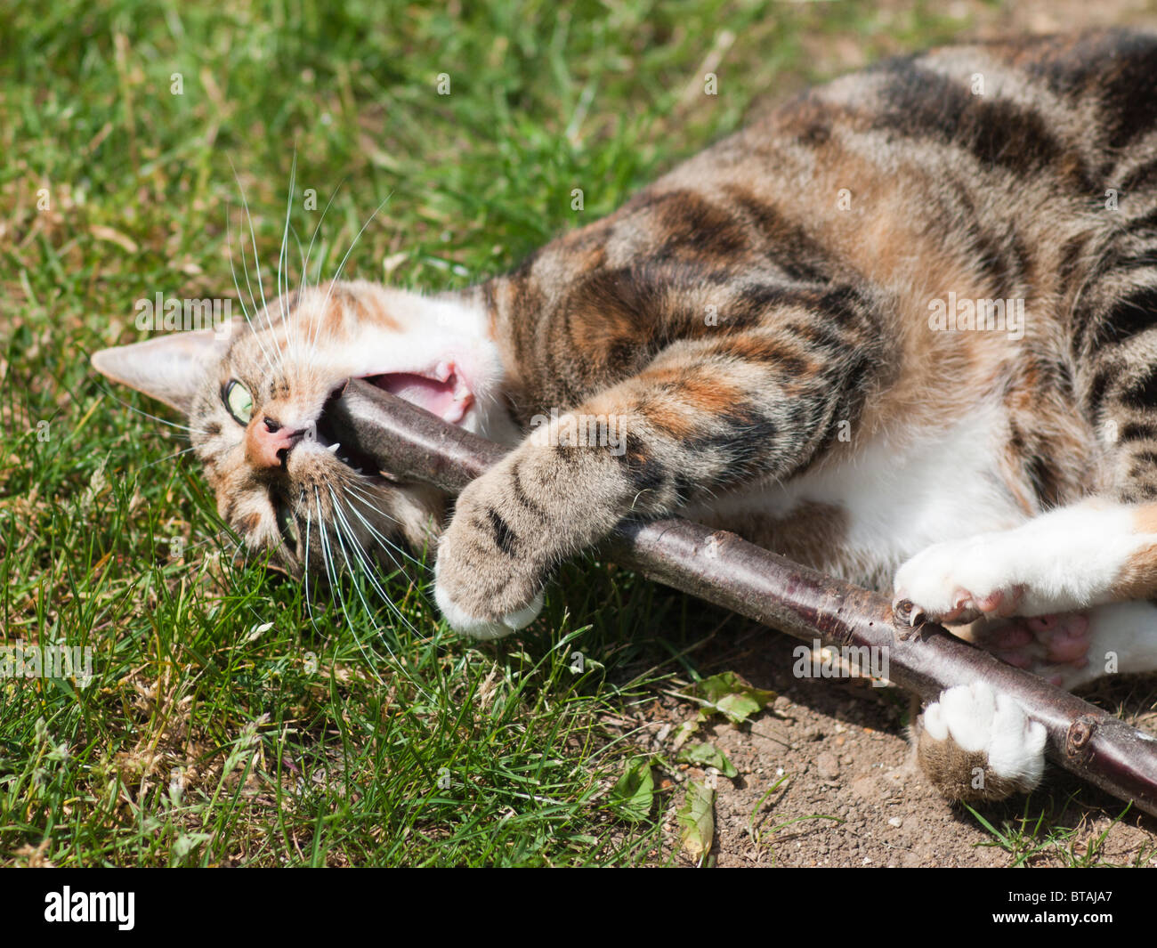 Una femmina marrone e nero tabby cat giocando con un bastone Foto Stock