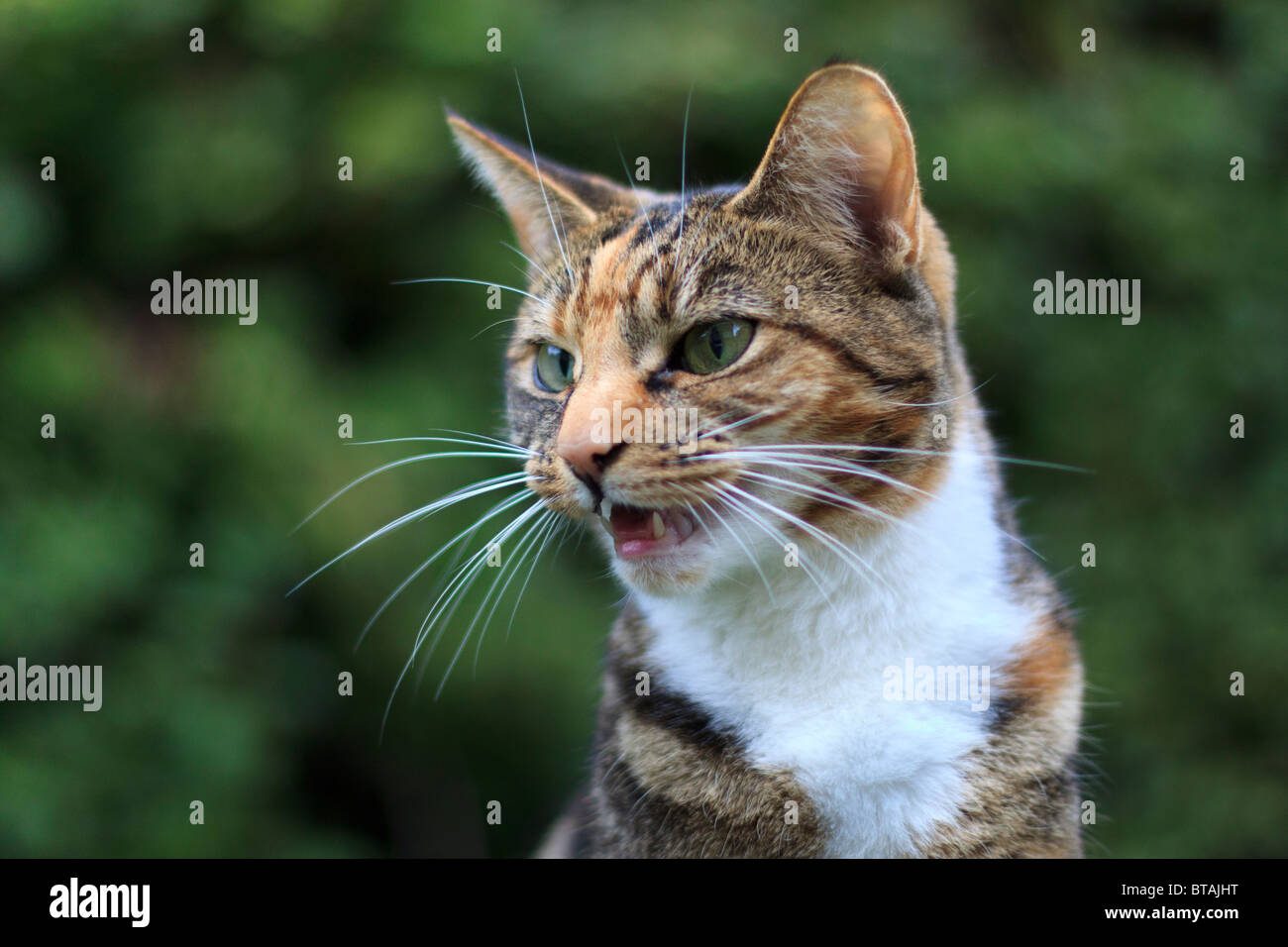 Una femmina marrone e nero tabby cat vocalising Foto Stock