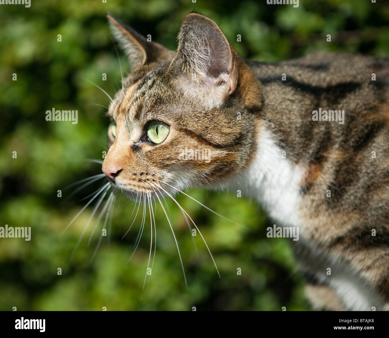 Una femmina marrone e nero tabby cat in profilo Foto Stock