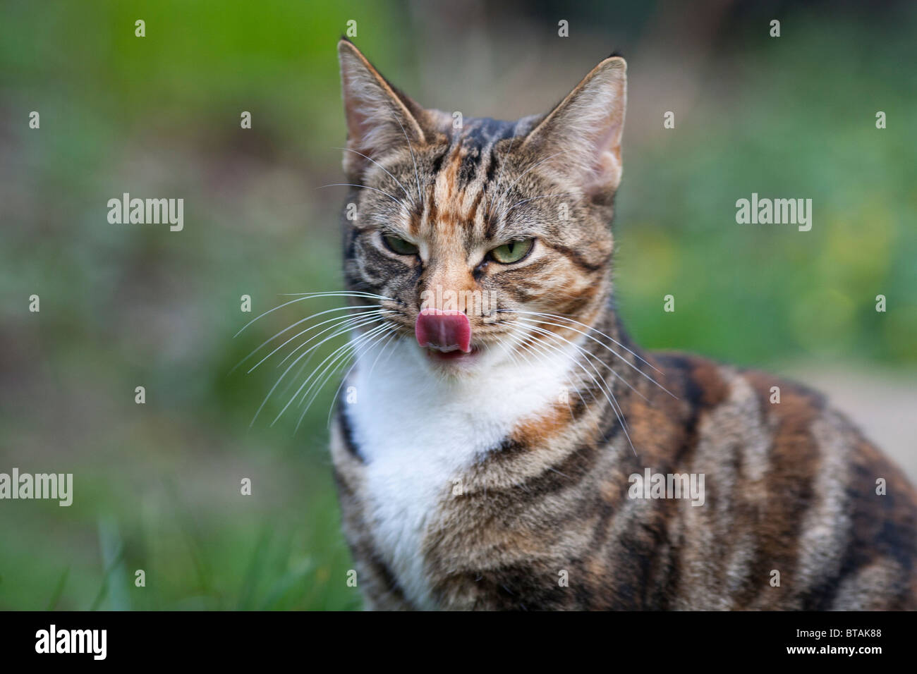 Una femmina marrone e nero tabby cat leccare il proprio naso Foto Stock