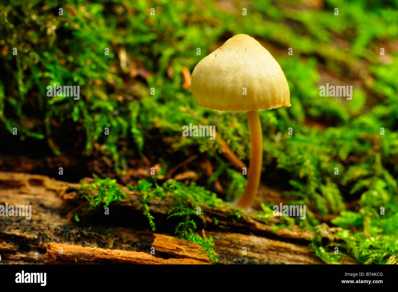 Funghi selvatici su un log con moss in legno Bramingham, Luton, Bedfordshire Foto Stock