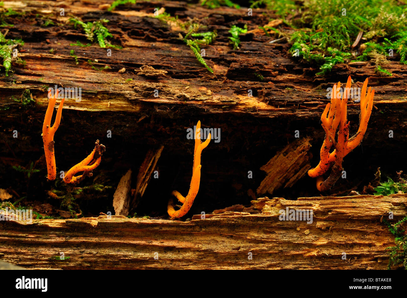 Giallo Stagshorn fungo in Putteridge Bury, Luton, Inghilterra Foto Stock
