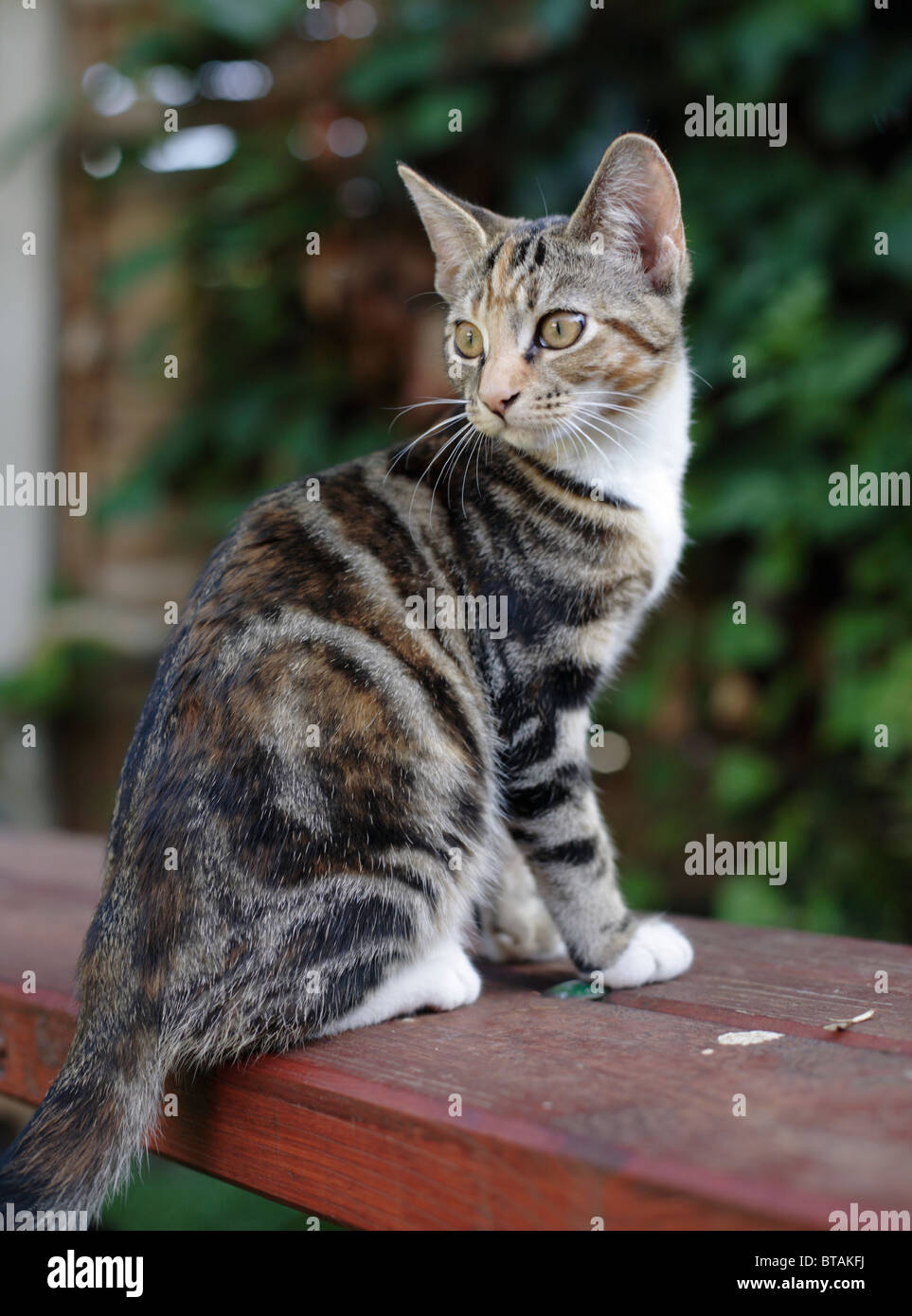 Una femmina marrone e nero tabby kitten in posa Foto Stock