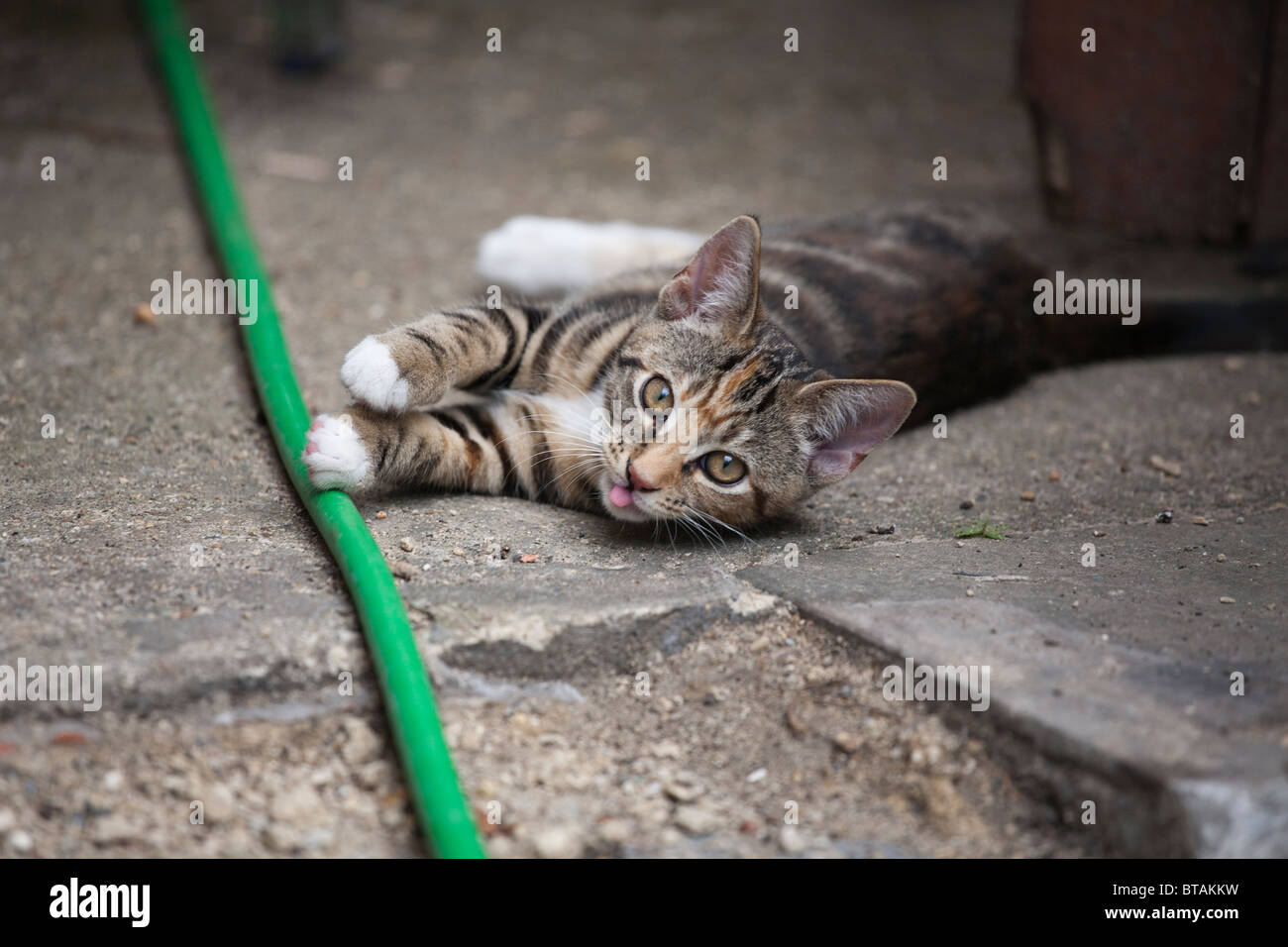 Una femmina marrone e nero tabby kitten sporgenti dalla sua lingua Foto Stock