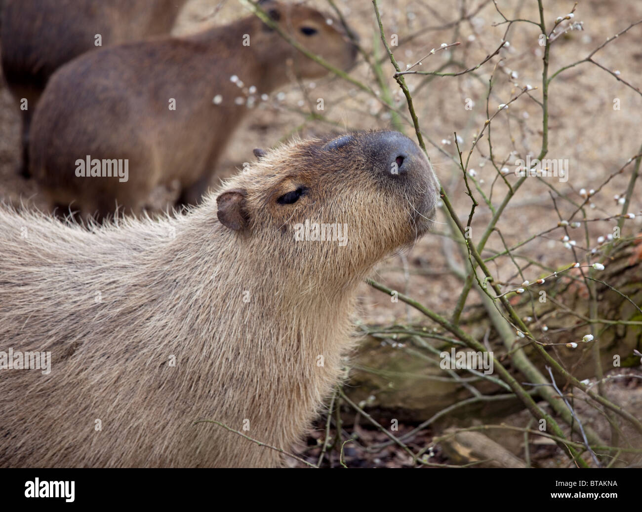 Capibara (hydrochoerus hydrochaeris) Foto Stock