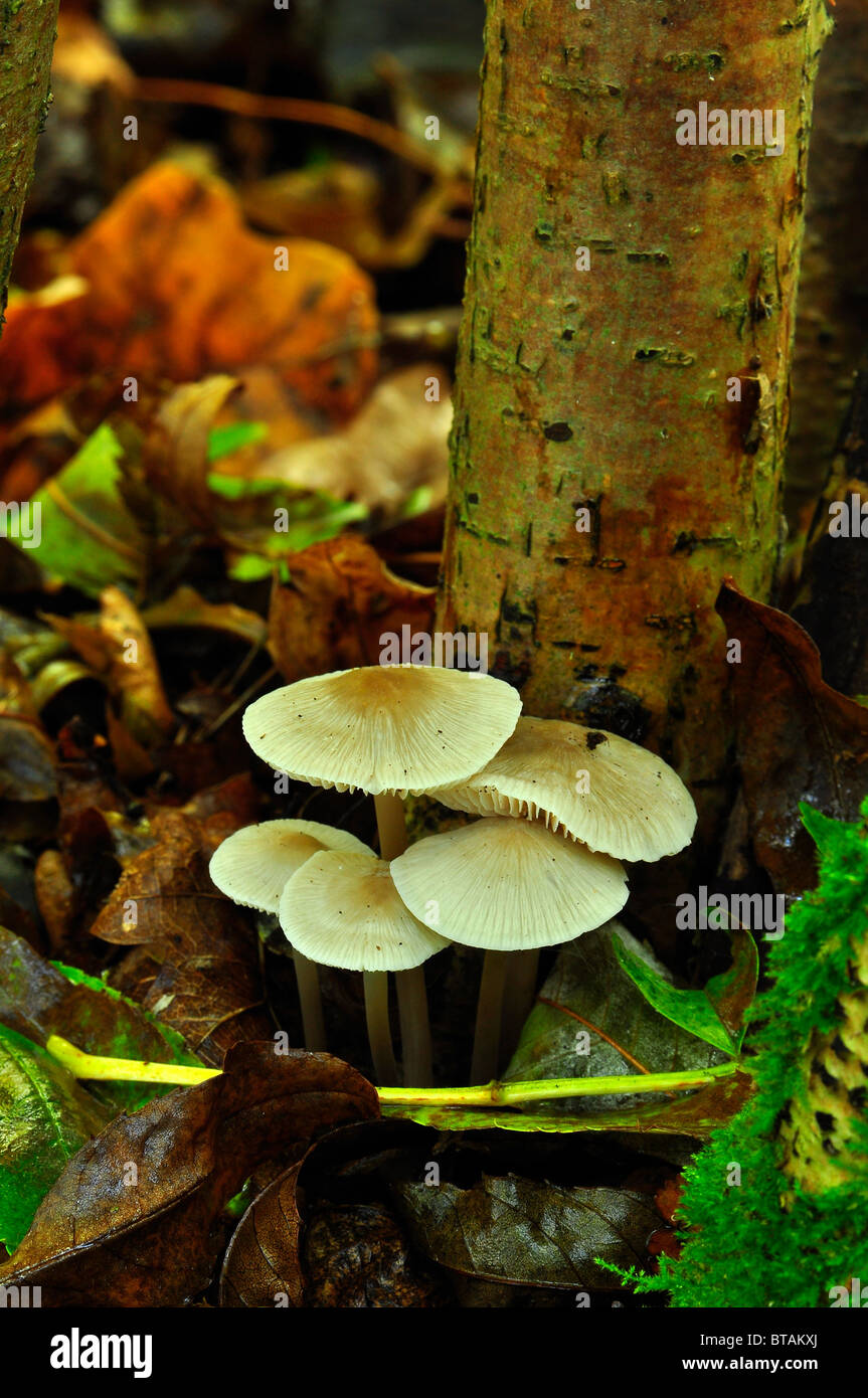 Wild British funghi Foto Stock