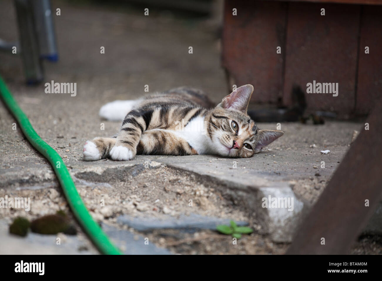 Una femmina marrone e nero tabby kitten appoggiata Foto Stock