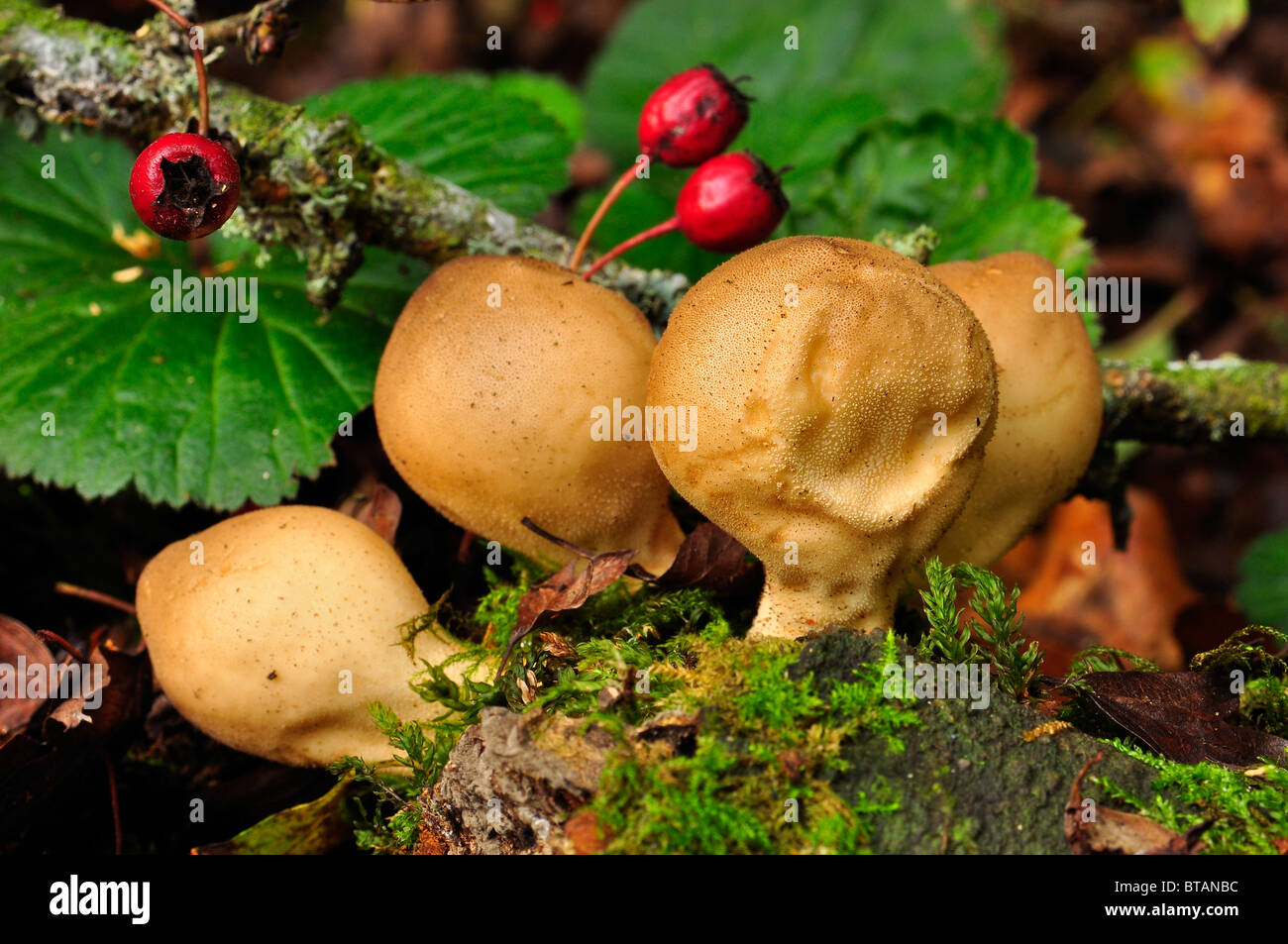 Puffball fungo in un legno britannico Foto Stock