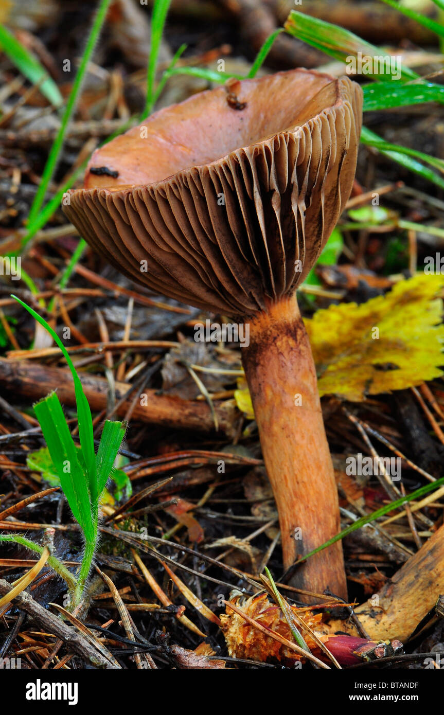 Wild fungo britannico Foto Stock