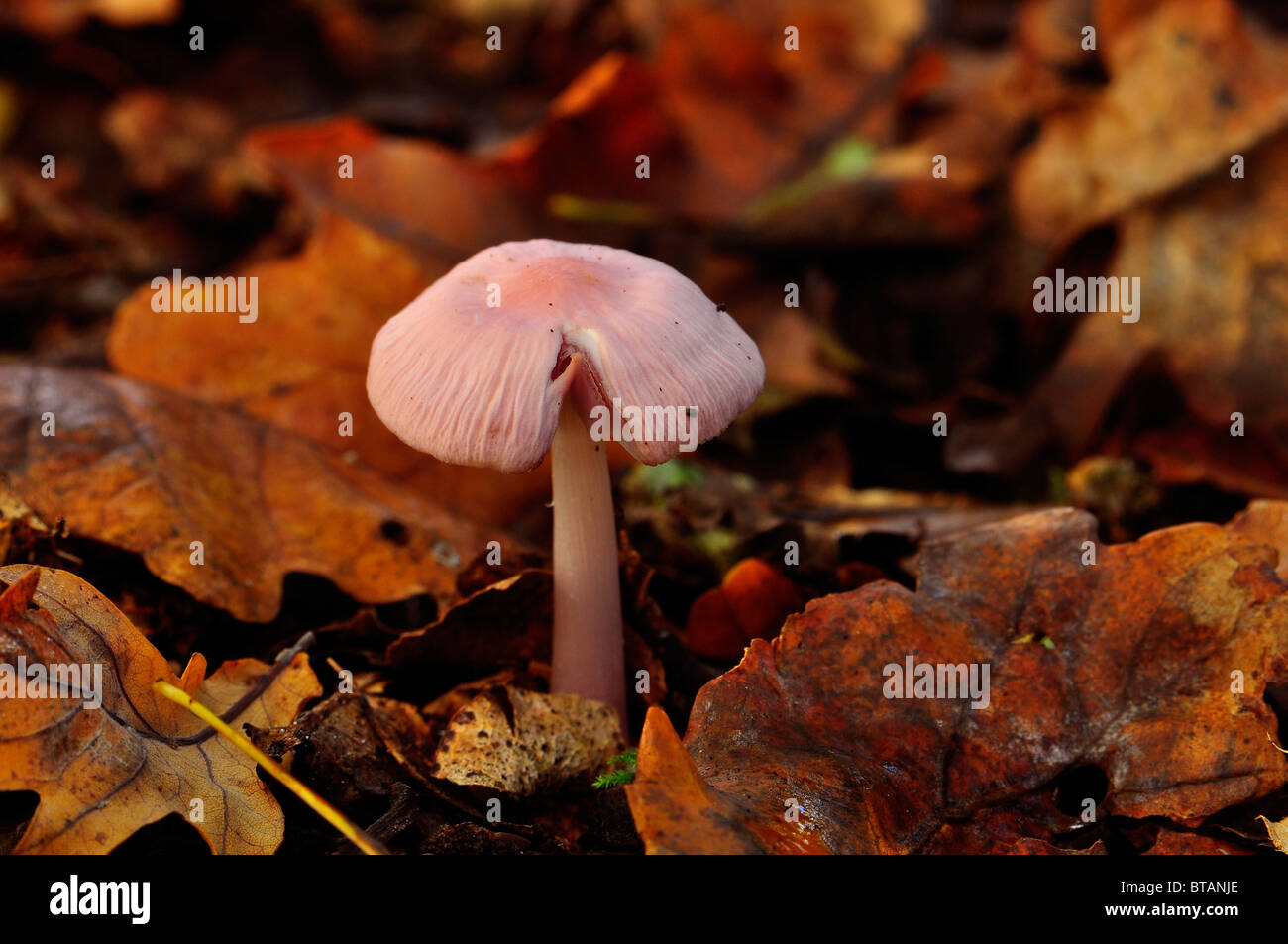 Lilla fungo del cofano in un legno di Bedfordshire Foto Stock