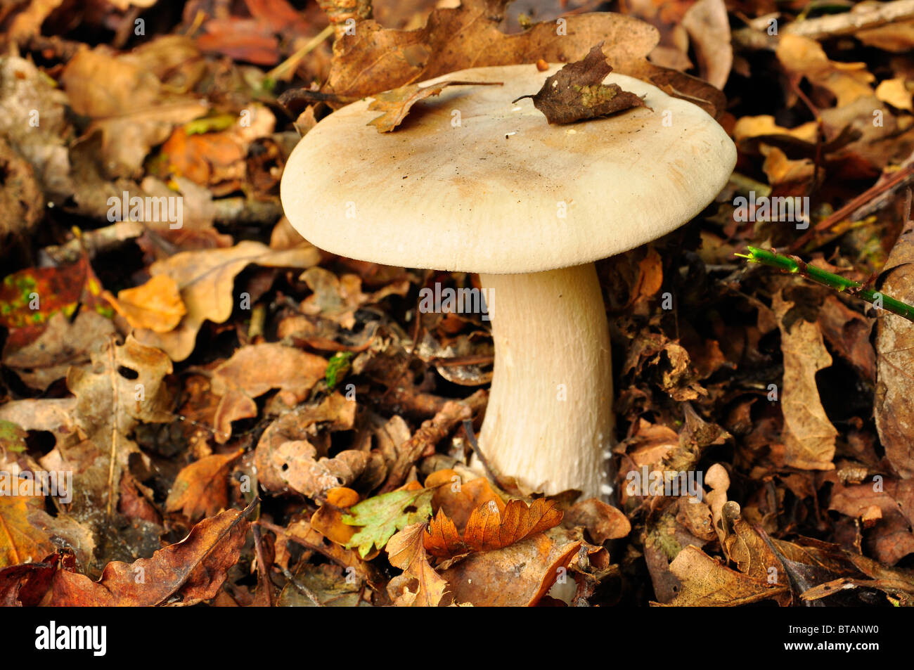 Funghi selvatici sul suolo della foresta in Gran Bretagna Foto Stock