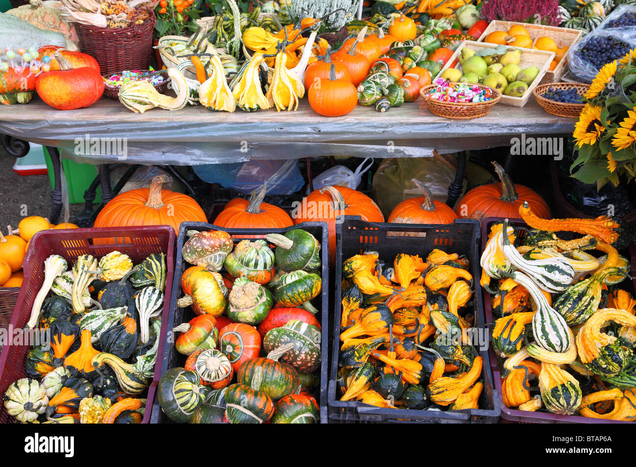 Multicolor multishaped colorato autunno autunno zucche raccolto abbondanza Foto Stock