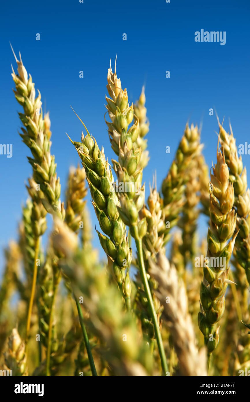 Colpo verticale di un campo di grano maturazione, non del tutto pronto per la raccolta con il giallo dorato e ancora alcune piante verdi. Foto Stock