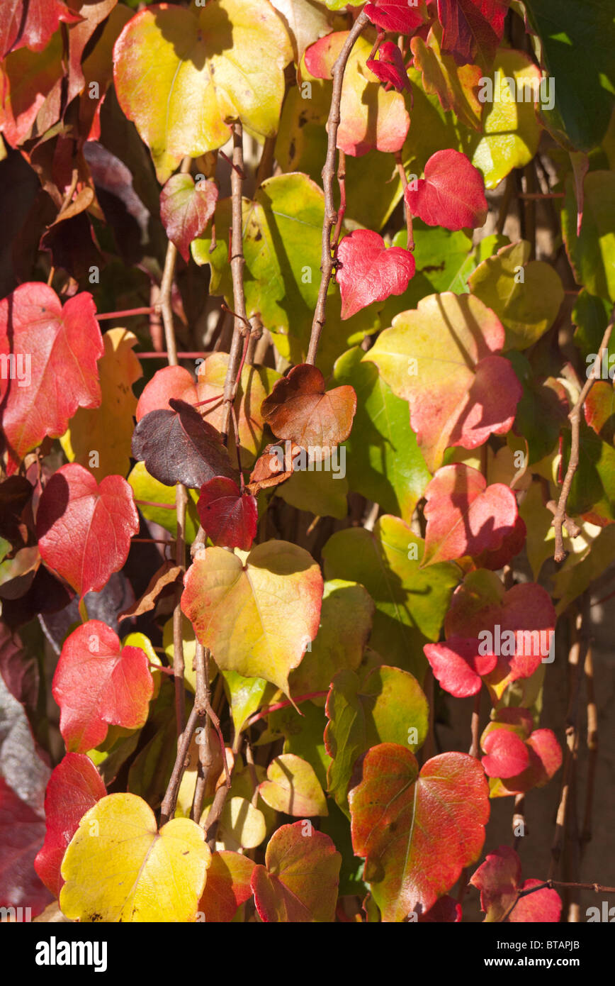 Boston Ivy viticci in autunno, Abingdon 2 Foto Stock