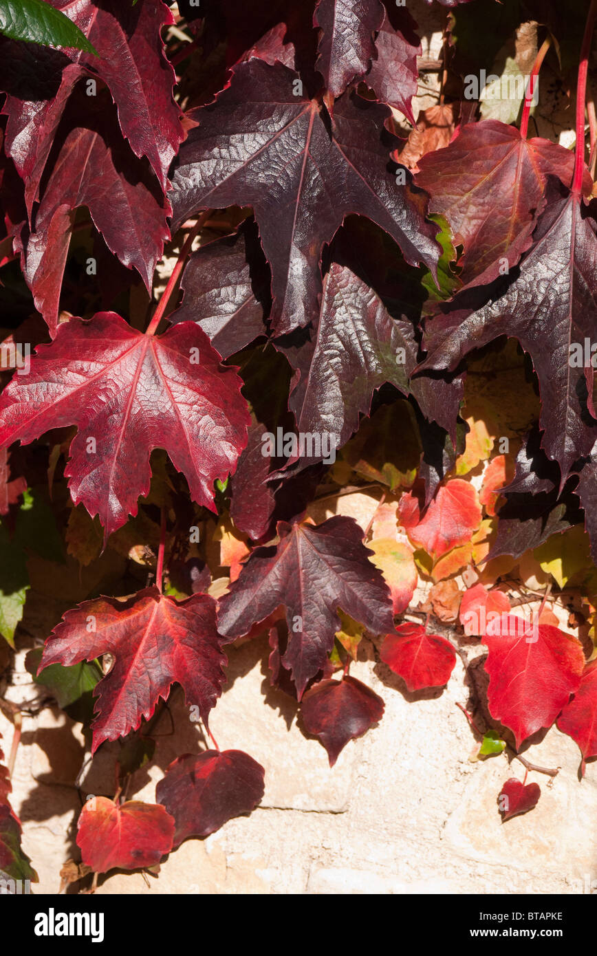 Boston Ivy viticci in autunno, Abingdon 1 Foto Stock