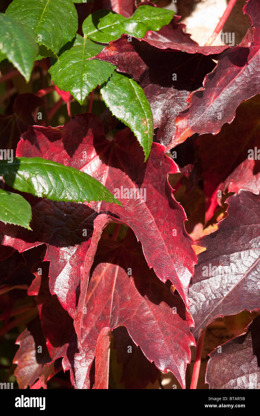Boston Ivy viticci in autunno, Abingdon 3 Foto Stock