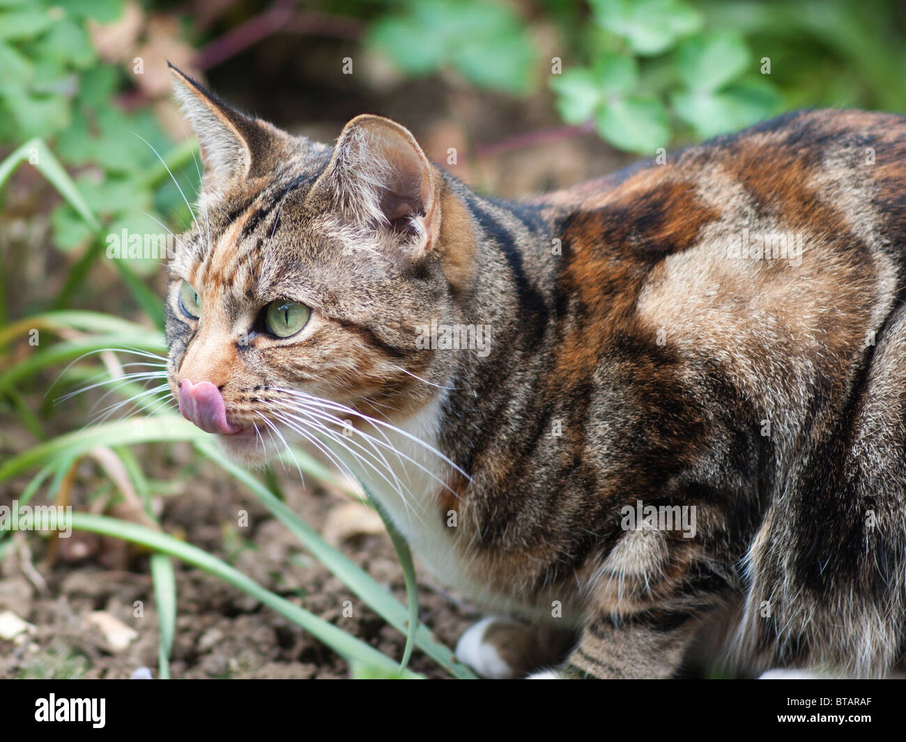 Una femmina marrone e nero tabby cat leccare il proprio naso Foto Stock