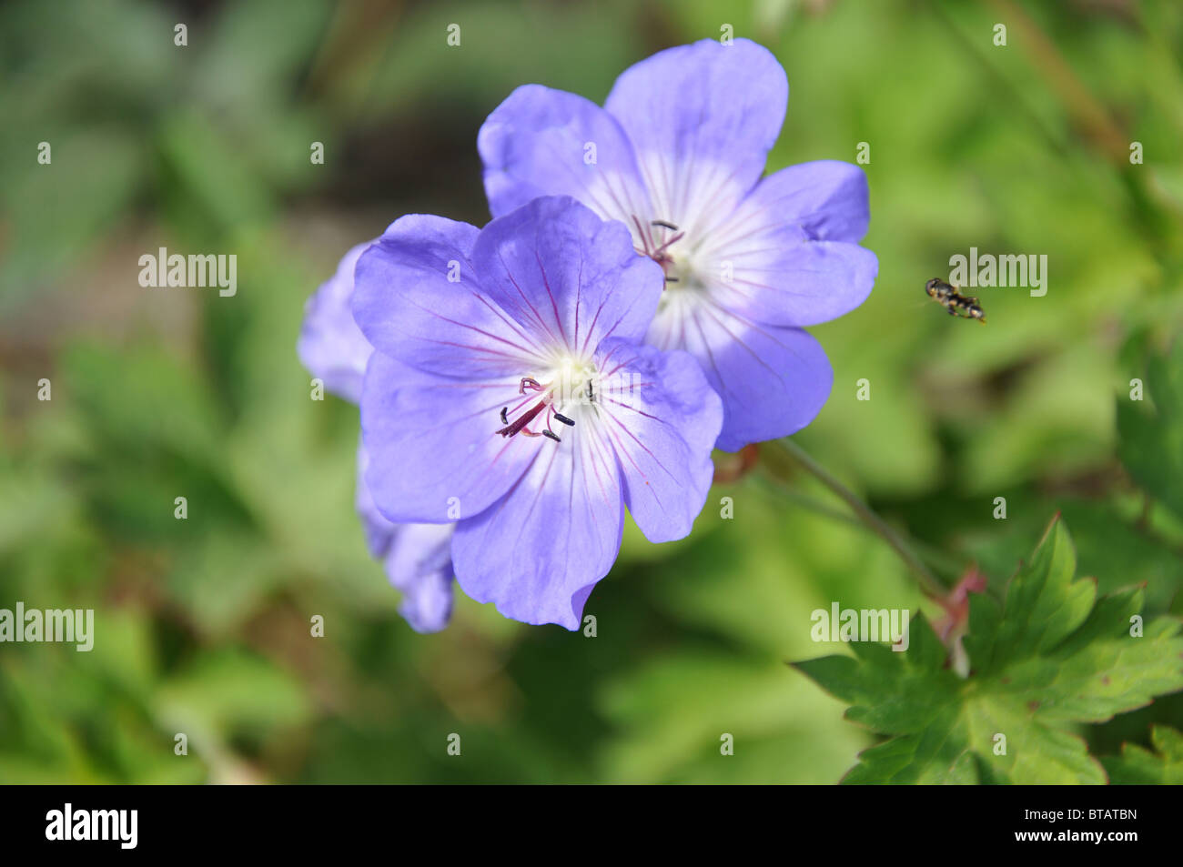 Geranium pratense, il Prato Cranesbill con hover fly Foto Stock