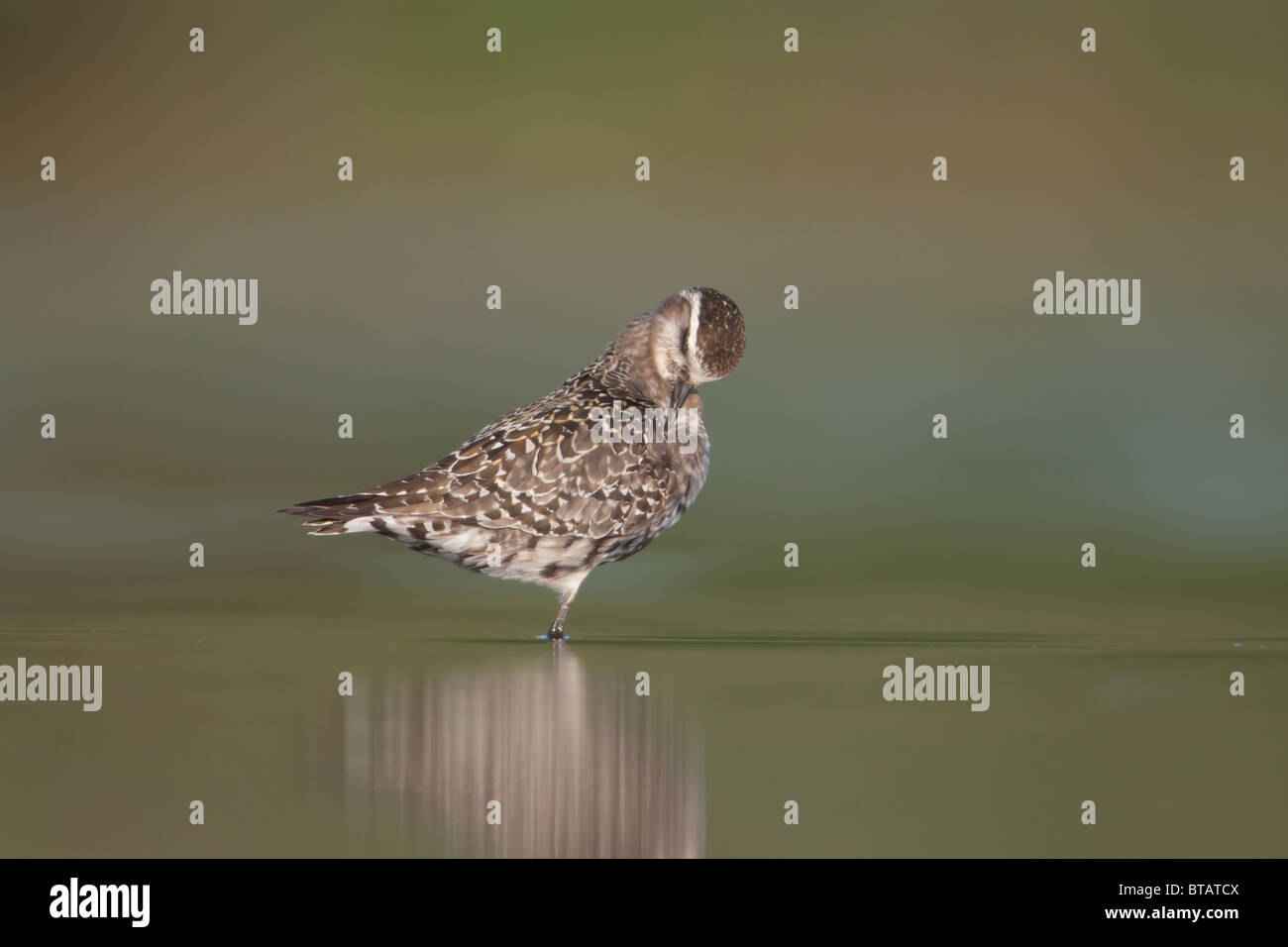 American Golden-Plover (Pluvialis dominica) - muta preening adulto, Est stagno, Jamaica Bay Wildlife Refuge Foto Stock