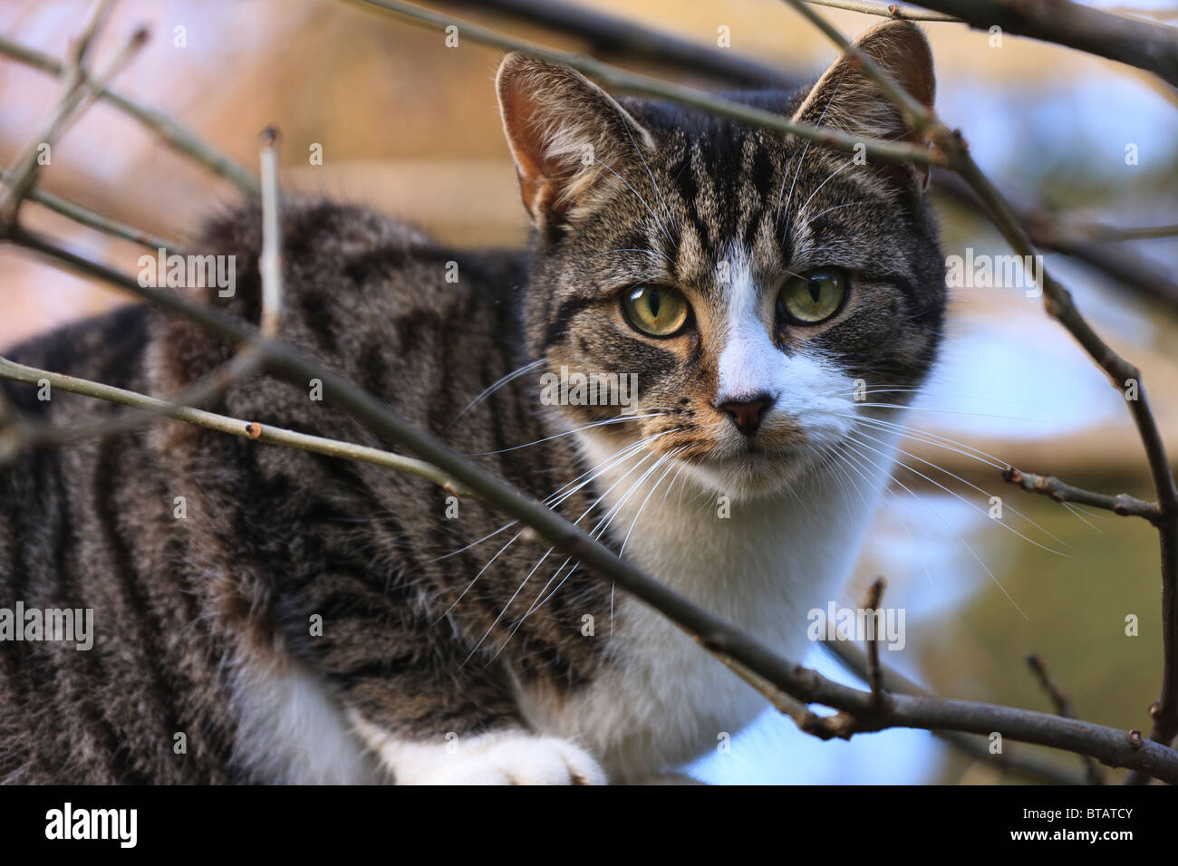Un maschio nero e grigio tabby cat seduti nei rami di un albero Foto Stock