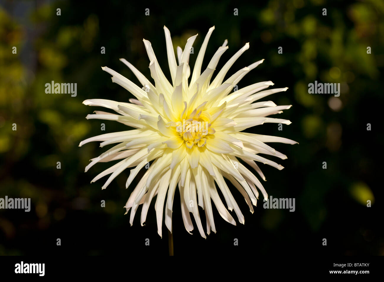 "Fischio Star' Cactus dalia, Kaktusdahlia (Dahlia x Pinnata) Foto Stock