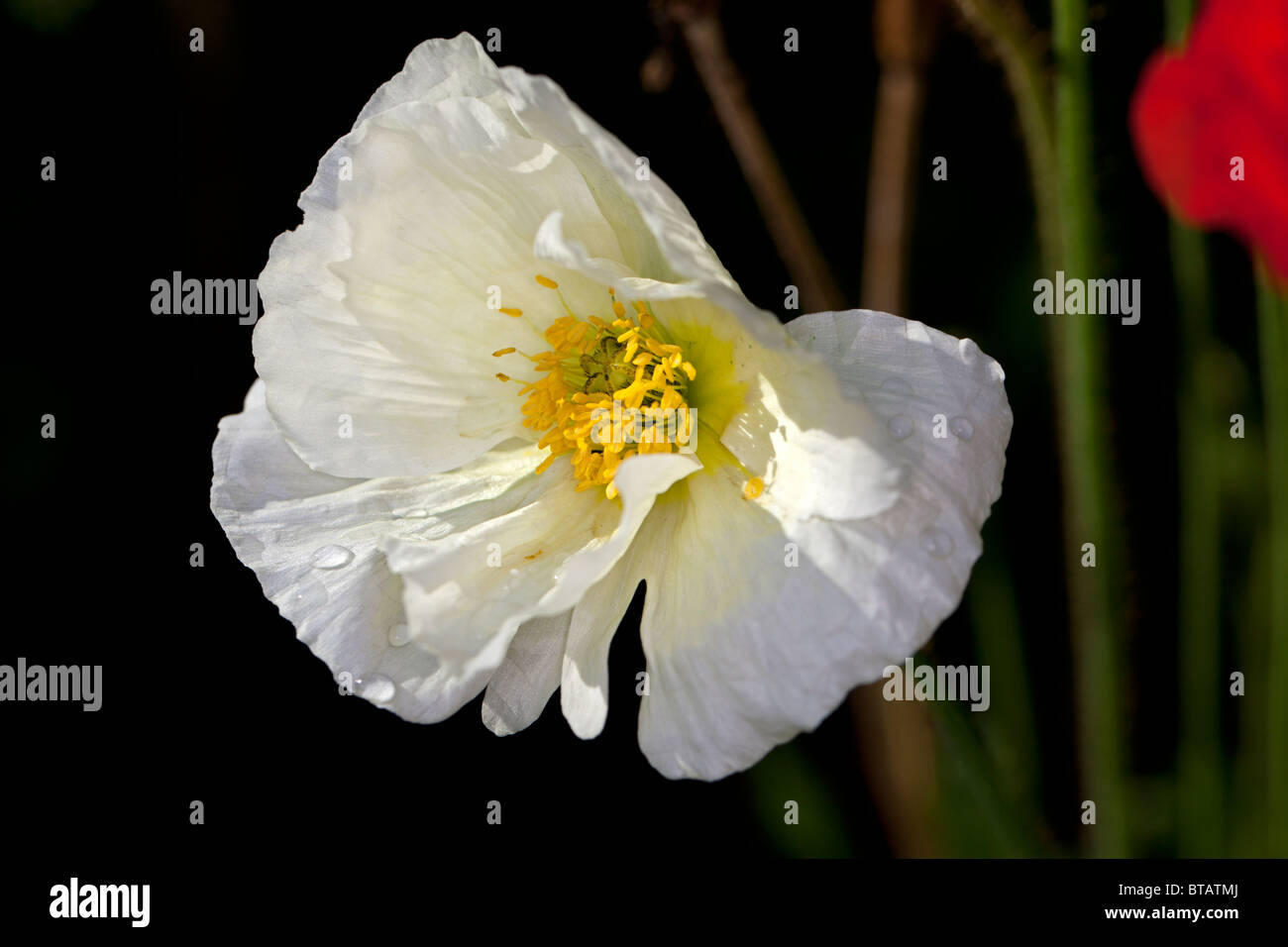 Peonia "Krinkled White" (Paeonia lactiflora) Foto Stock