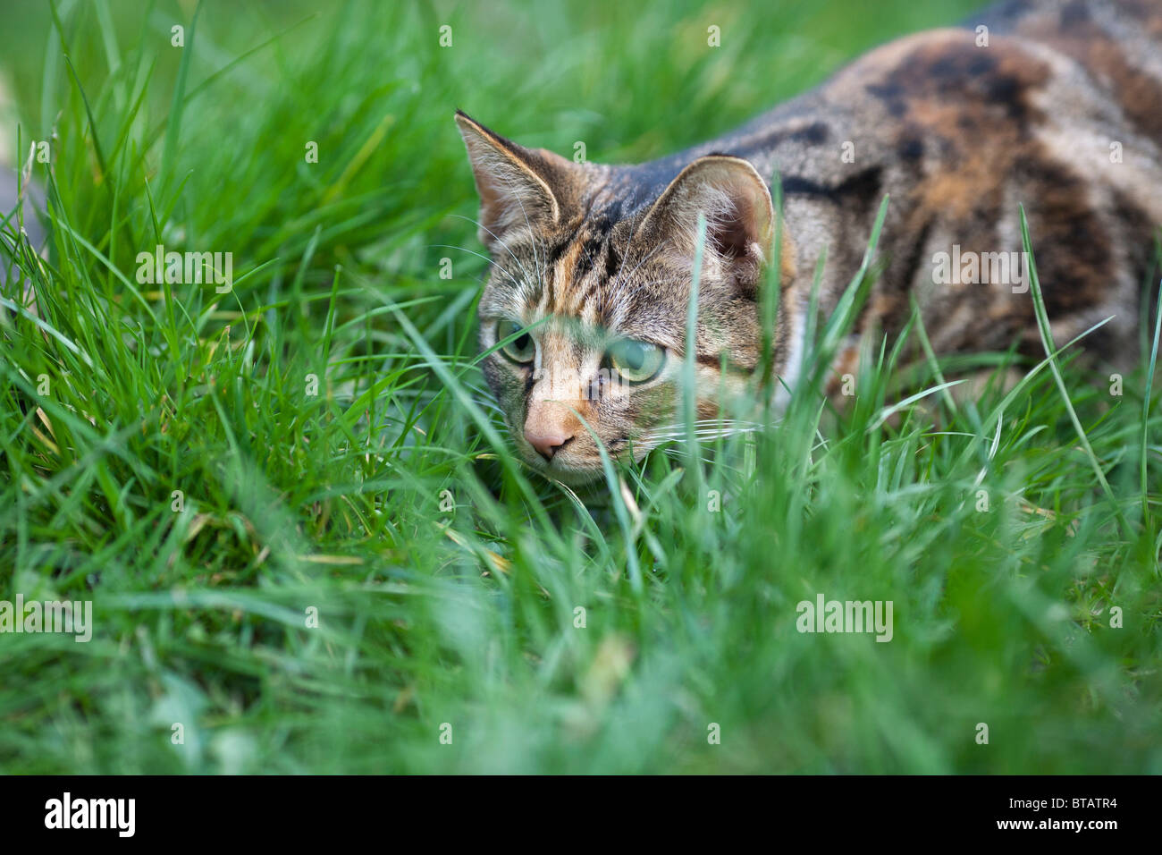 Una femmina marrone e nero tabby cat aggirava in erba Foto Stock