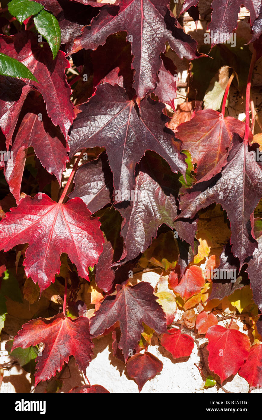 Boston Ivy viticci in autunno, Abingdon Foto Stock