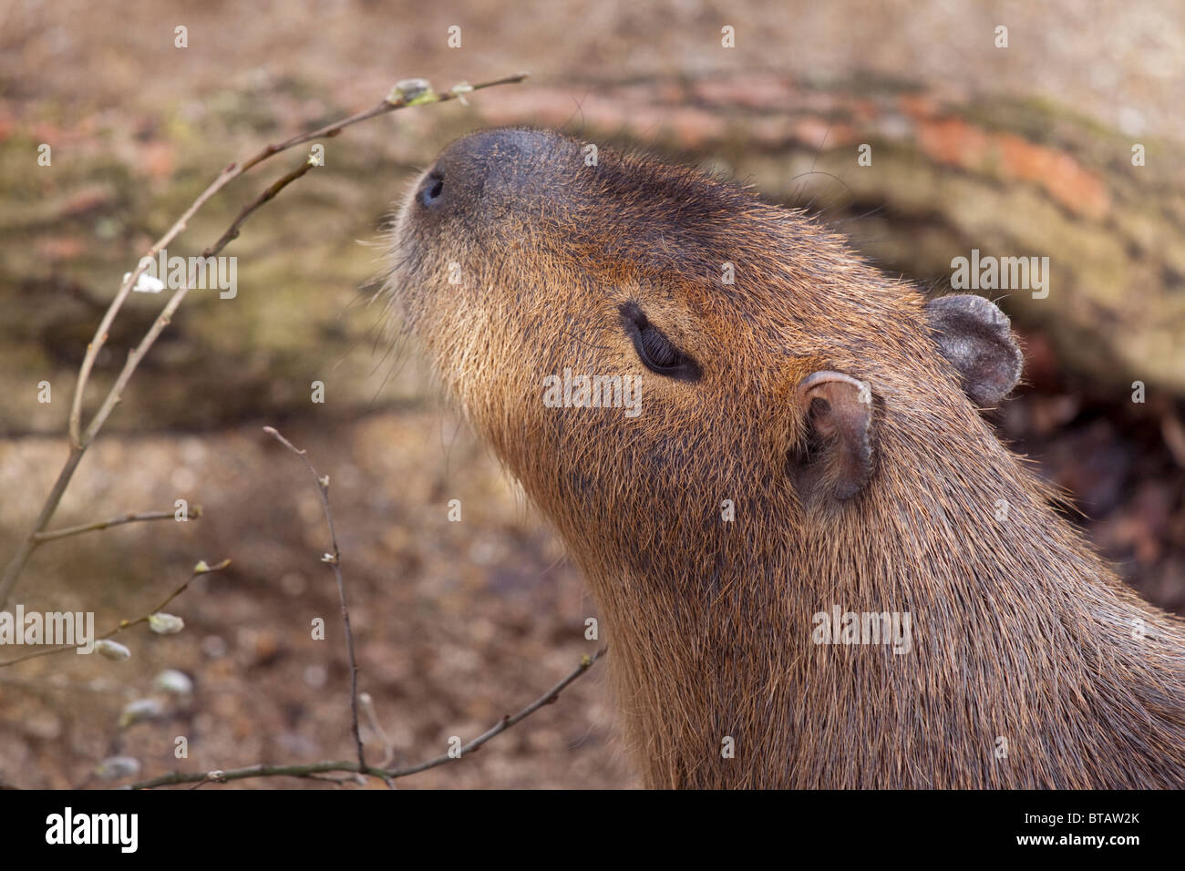 Capibara (hydrochoerus hydrochaeris) Foto Stock