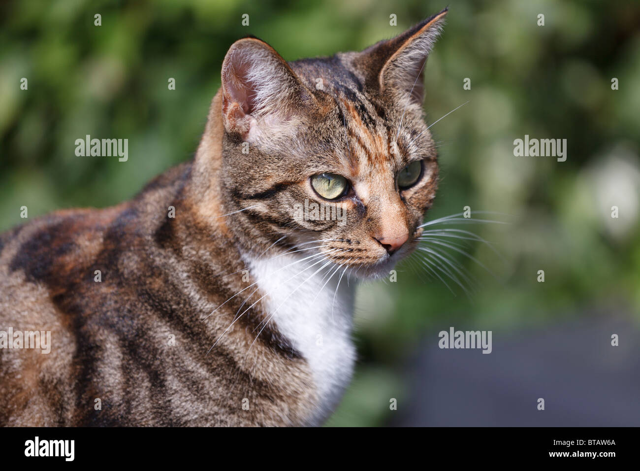 Una femmina marrone e nero tabby cat Foto Stock