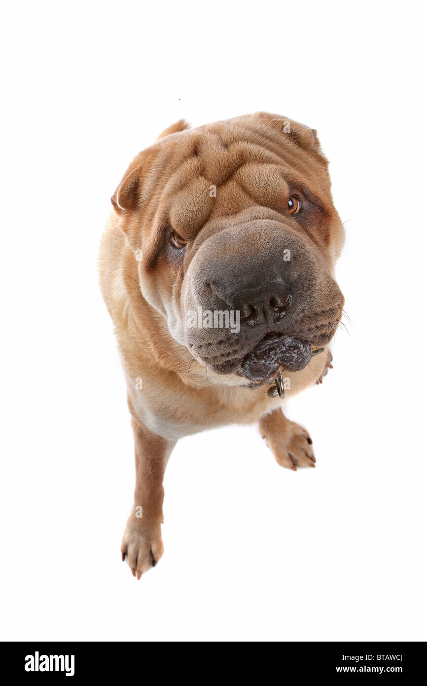 Chinese shar-pei Foto Stock