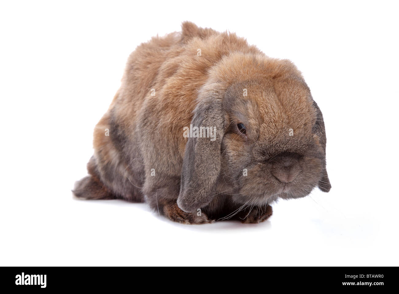 Coniglio isolato su bianco Foto Stock