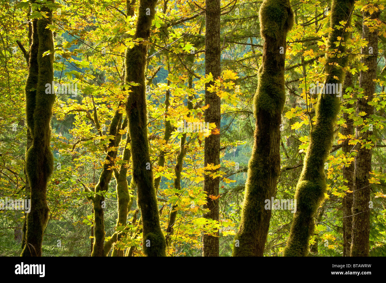 Bigleaf alberi di acero lungo la cascata River Road, Mount Baker-Snoqualmie National Forest, North Cascades, Washington. Foto Stock
