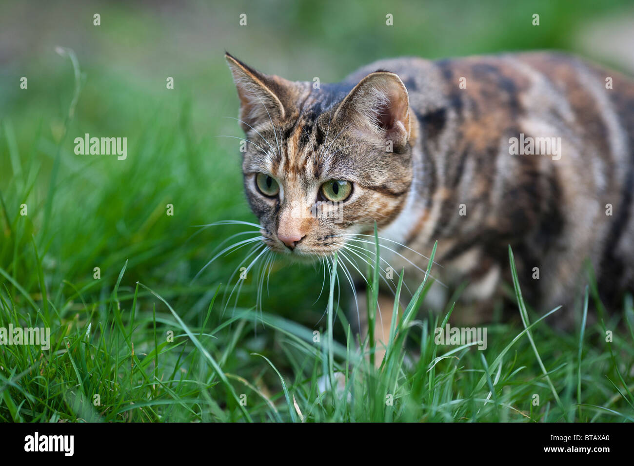 Una femmina marrone e nero tabby cat aggirava in erba Foto Stock