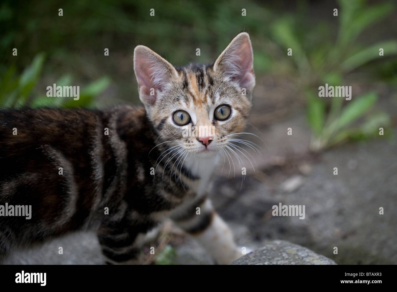 Una femmina marrone e nero tabby kitten Foto Stock