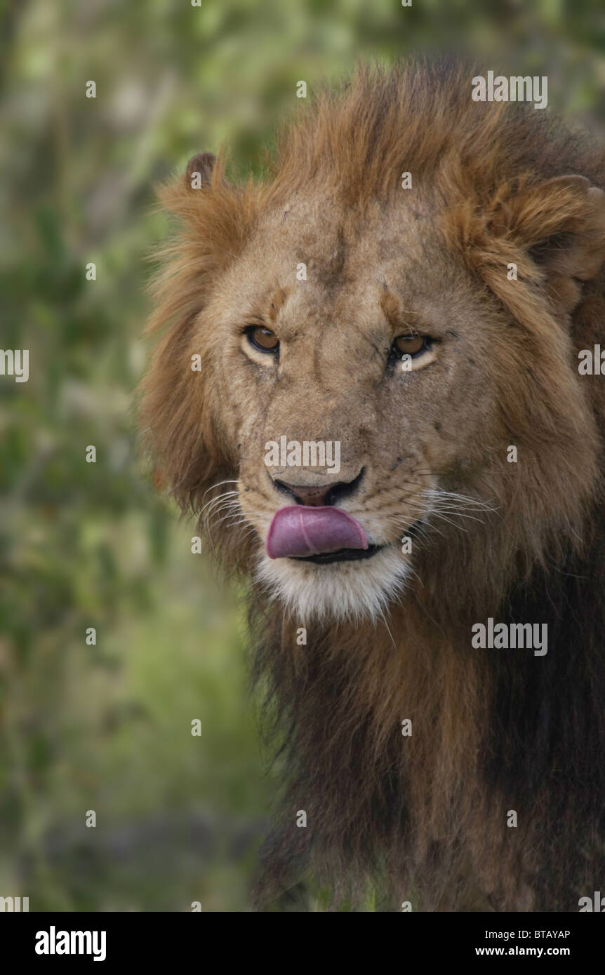 Maschio dominante Lion lambisce le sue labbra Foto Stock