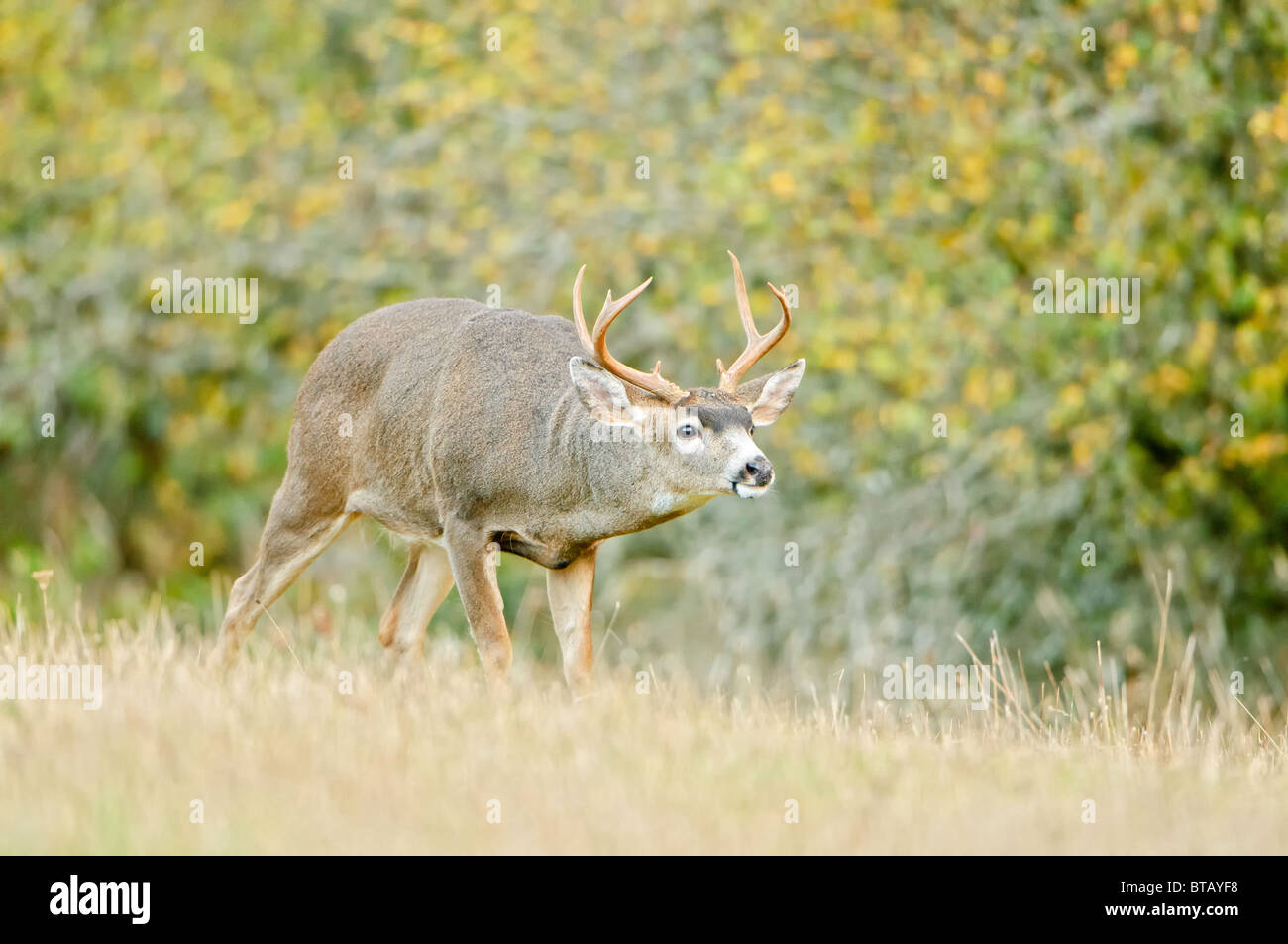 Un Blacktail deer buck si sta avvicinando una femmina durante la stagione della riproduzione in autunno. Foto Stock