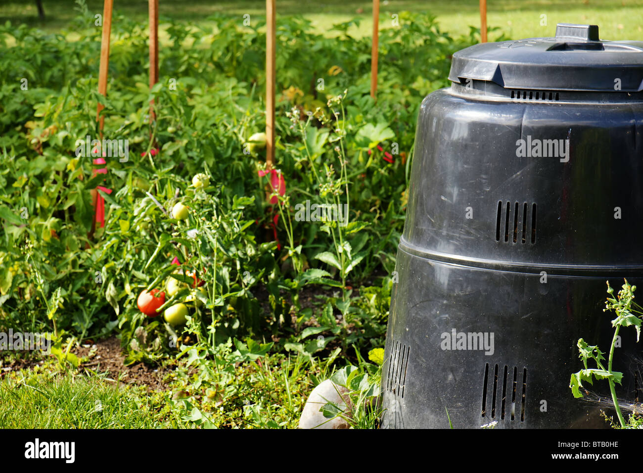 Il compost bin in materiale plastico riciclato accanto al bellissimo orto con i pomodori maturi. Il riciclaggio, verde, concetto. Foto Stock